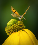 Small copper on Rudbeckia