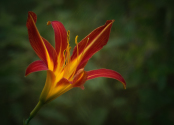 Red day lily