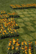 Planting