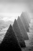 Pointed Topiary in Winter