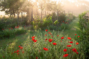 Poppies at dawn
