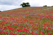 poppy field