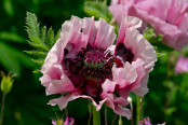 Papaver Orientale 'Patty's Plum'