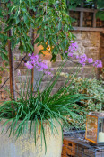 Tuhlbaghia violacea grown in a pot