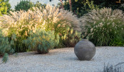 Miscanthus transmorrisonensis in naturalistic garden by Michael McCoy