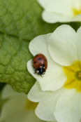 Primrose (Primula vulgaris) with a ladybird