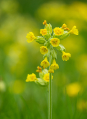 Primula 'Verris'