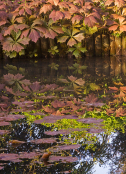 Rodgersia by pond