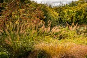 Crabs in the grass: Crab apple 'Sentinel' with Calamagrostis brachytricha, Norfolk