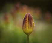 Tulip after Rain