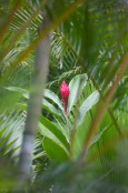 red ginger Alpinia purpurata