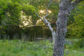 Ancient tree in Great Dixter's front meadow