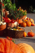 RHS Garden Hyde Hall pumpkins