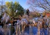 RHS Hyde Hall frost in winter