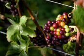 Ripening harvest