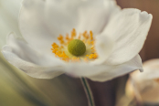 White Cosmos