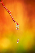 Rosa canina melting frost