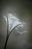 Rosebay willowherb