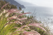 Pennisetum on the cliffs of Big Sur, California