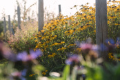 Rudbeckia in the cut flower garden