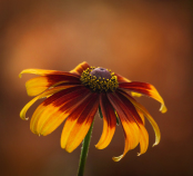 Rudbeckia at Sunset