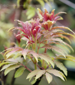 Sambucus racemosa plumosa 'Aurea'