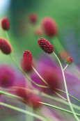 Sanguisorba officinalis 'Arnhem'