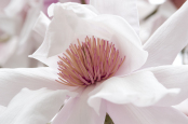 Magnolia sargentiana 'Robusta' at Caerhays Castle