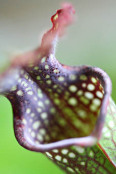 Sarracenia