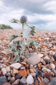 Eryngium maritimum