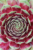 Sempervivum