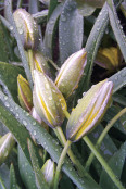 Sleepy tulips in morning dew