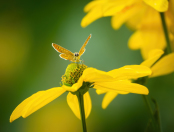 Small Copper butterfly on Rudbeckia