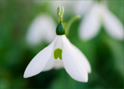 Galanthus nivalis 'Flore Pleno'