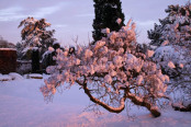 Snow blossom