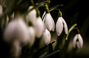 Snowdrops