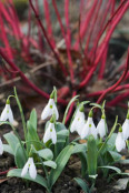 Snowdrops (Galanthus 'Henry Broughton') 