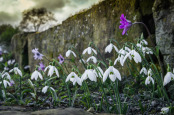 Snowdrops