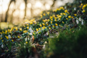 Snowdrops and aconites