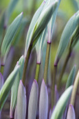 Stems of Polygonatum in Spring