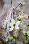 A daisy and a grass