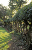 Stilt hedge of Field Maple and Oak