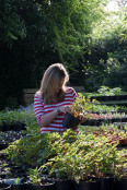 Sue weeding pots on the outdoor benches.