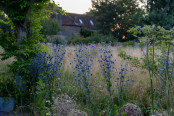 Eryngium and meadow grasses