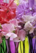 Sweet peas