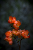 Dwarf Quince