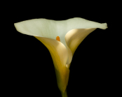 Gilding the Lily