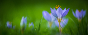 tammymarlar-pgpa-crocus-0147