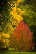 tammymarlar-pgpa-autumntrees-0170