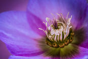 Inside Helleboreland